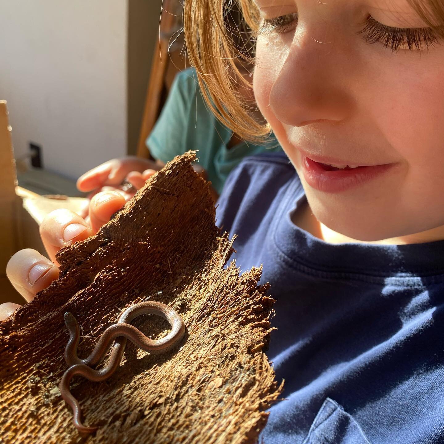 Getting up close and personal with two baby sharp-tailed snakes. These little fellers are going right back where I found them, but couldn&rsquo;t resist the opportunity to give the kiddos a chance to say hi. Still feeling guilty about moving them in 