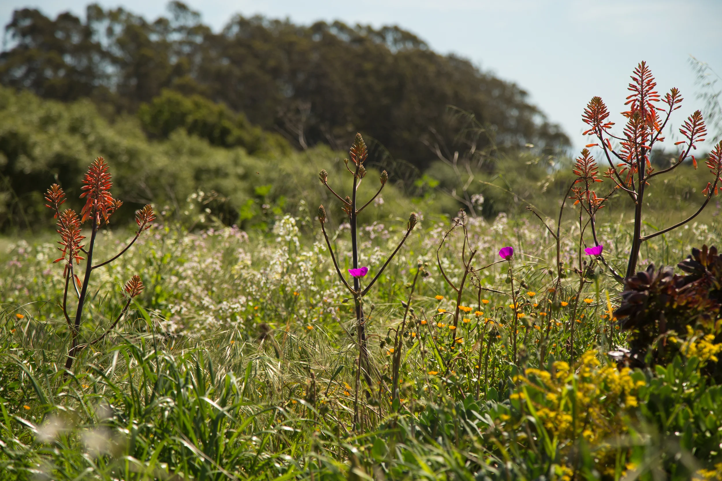 UCSC-HGP-Cesar-Chavez-2015-178.jpg