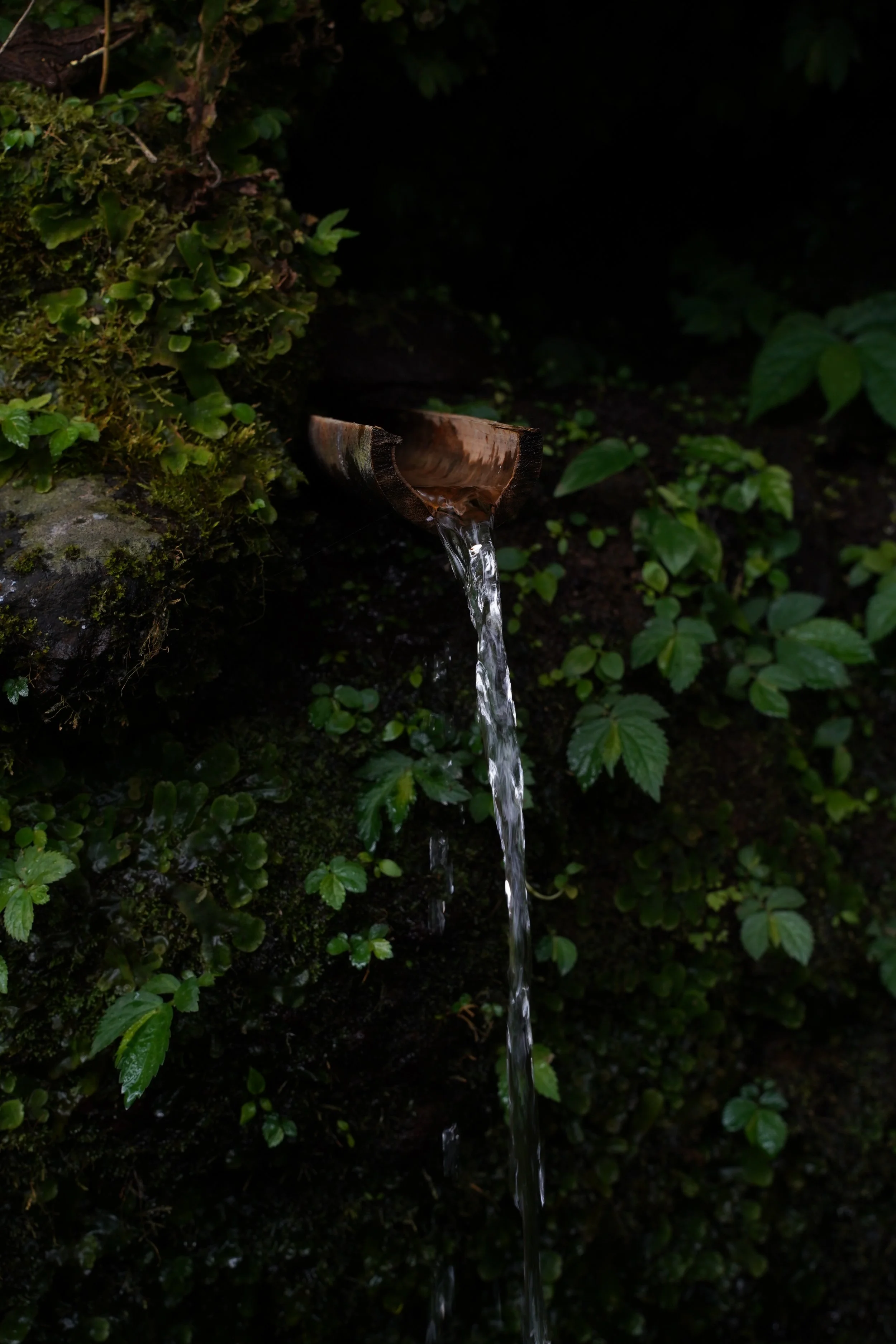bali-forest-waterfall.jpg
