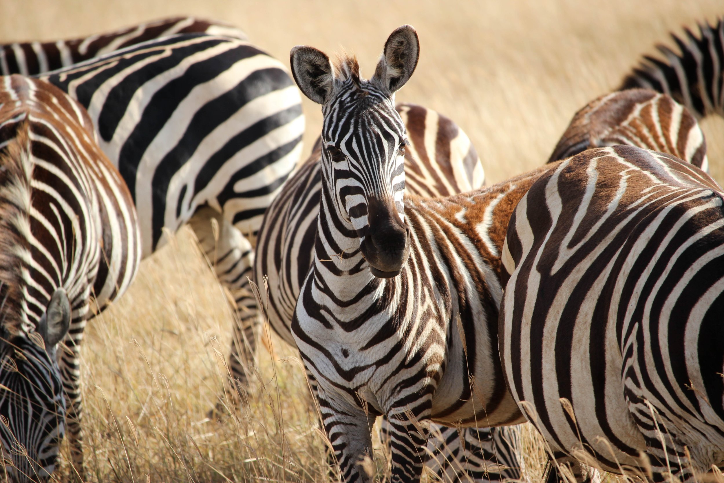 ngorongoro_zebras_unsplash.jpg