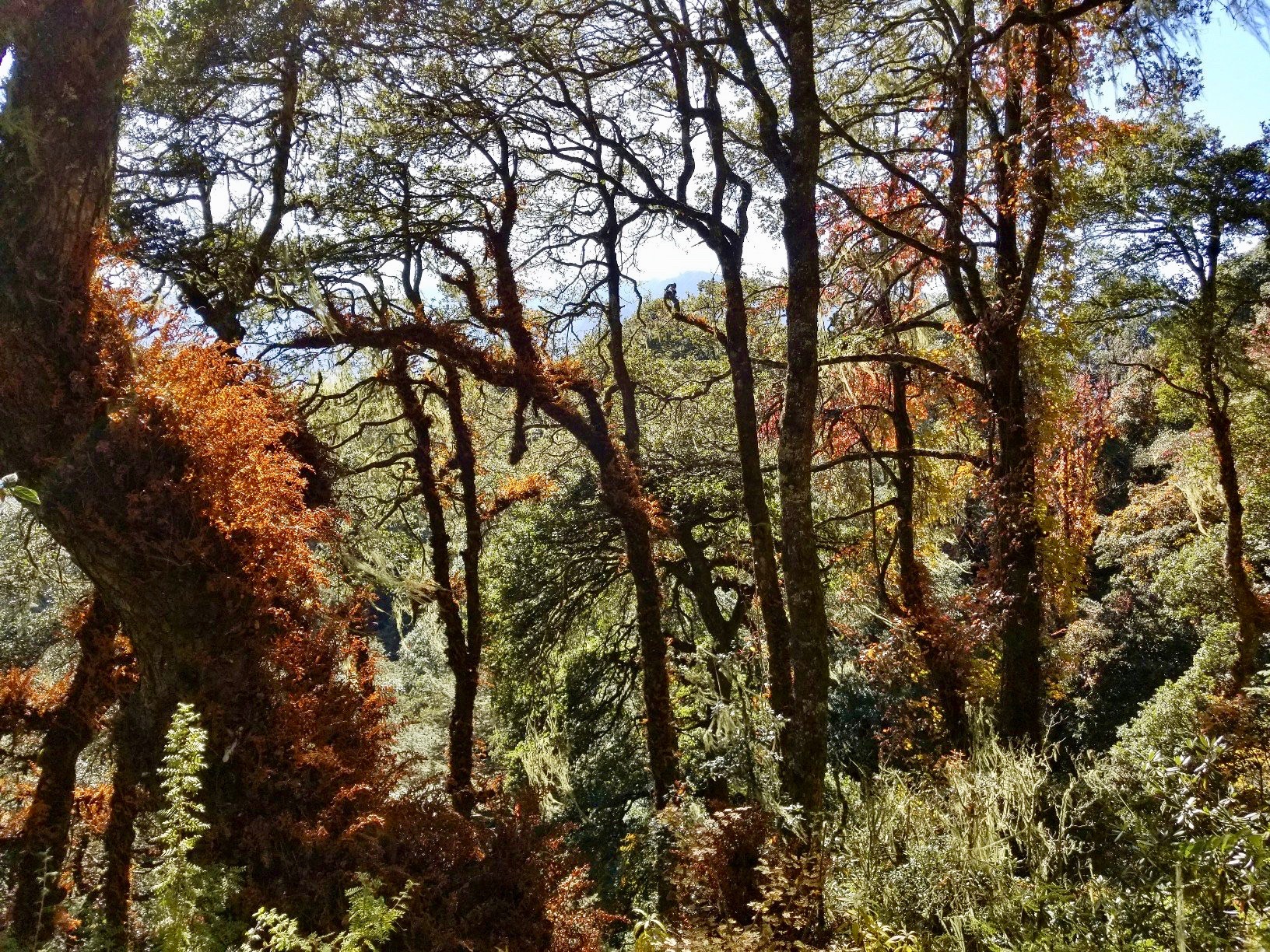 Bhutan oak forest.jpg