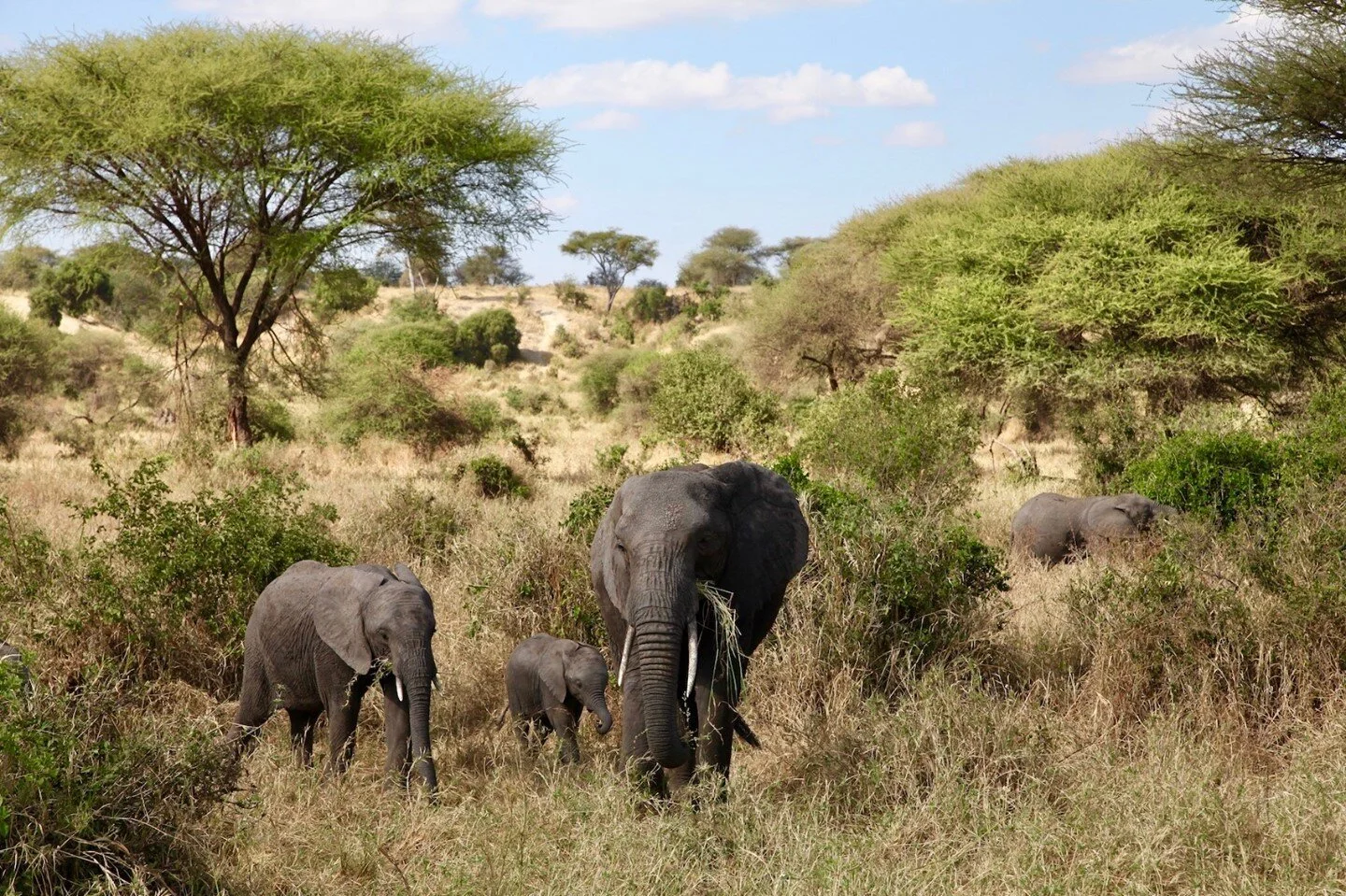 Several thousand elephants migrate through Tarangire National Park every year with some herds as large as 600 in number. To get to watch them in silence meandering through the baobab trees is a profound experience. ⁠
⁠
#elephantsafari #tanzaniasafari
