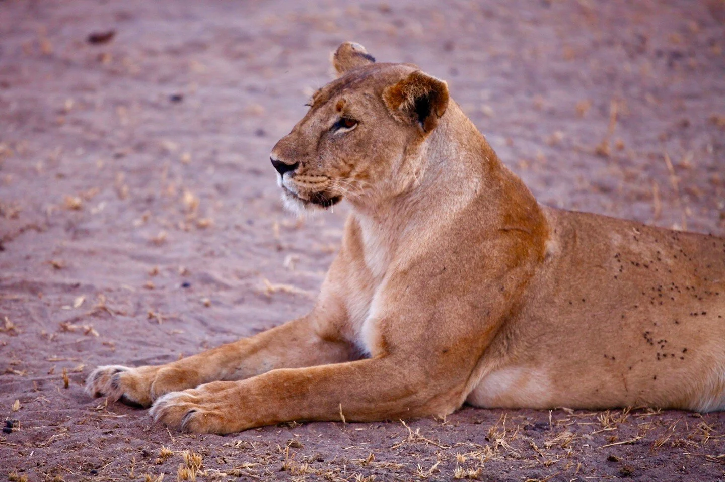 Some of our travelers witnessed quite the cat nap last month! Typically lions rest during the day before heading out for a hunt after dusk. This pride didn't seem to mind the visitors as they wandered around the safari vehicle before plopping down fo