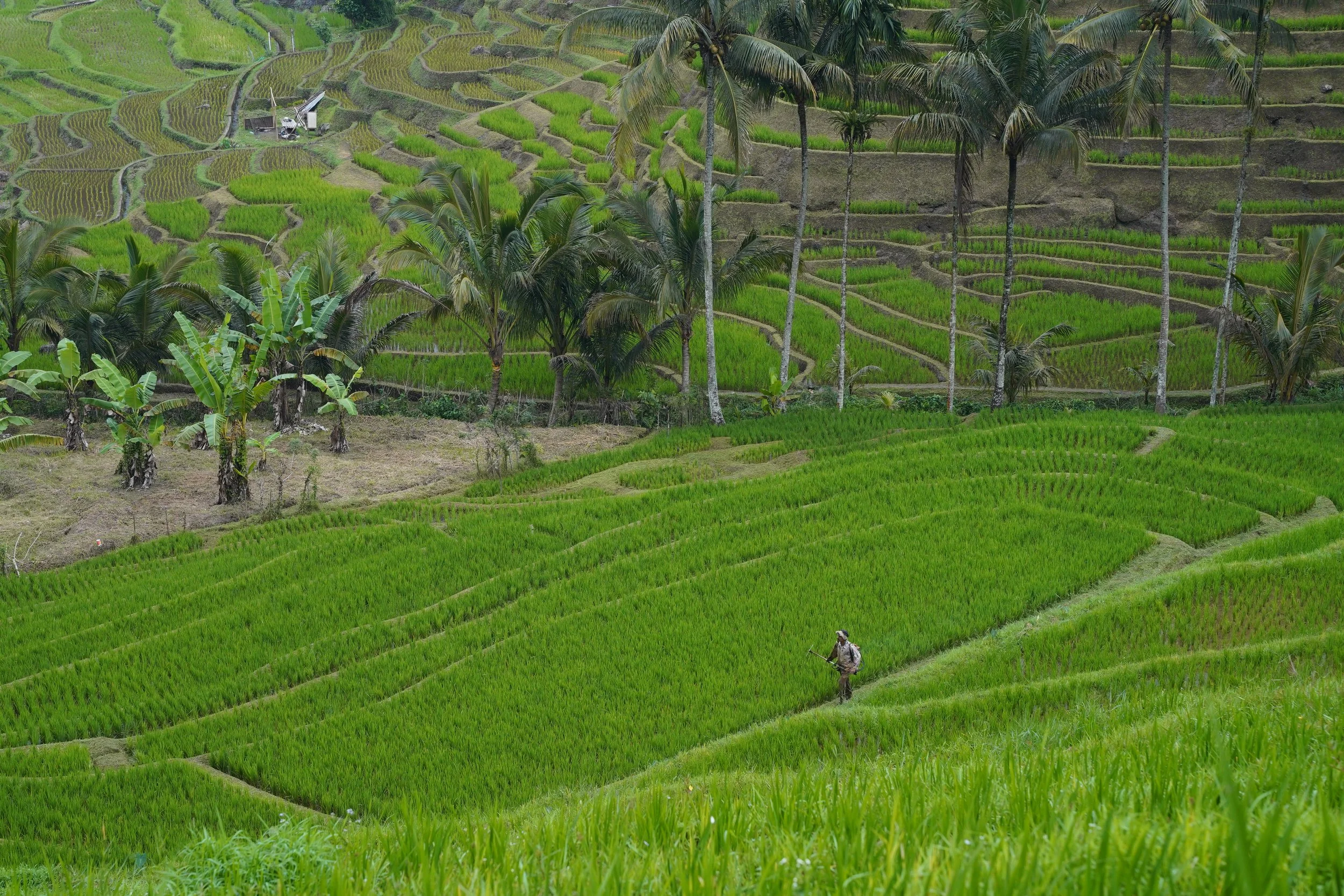 bali-green-rice-fields.jpg