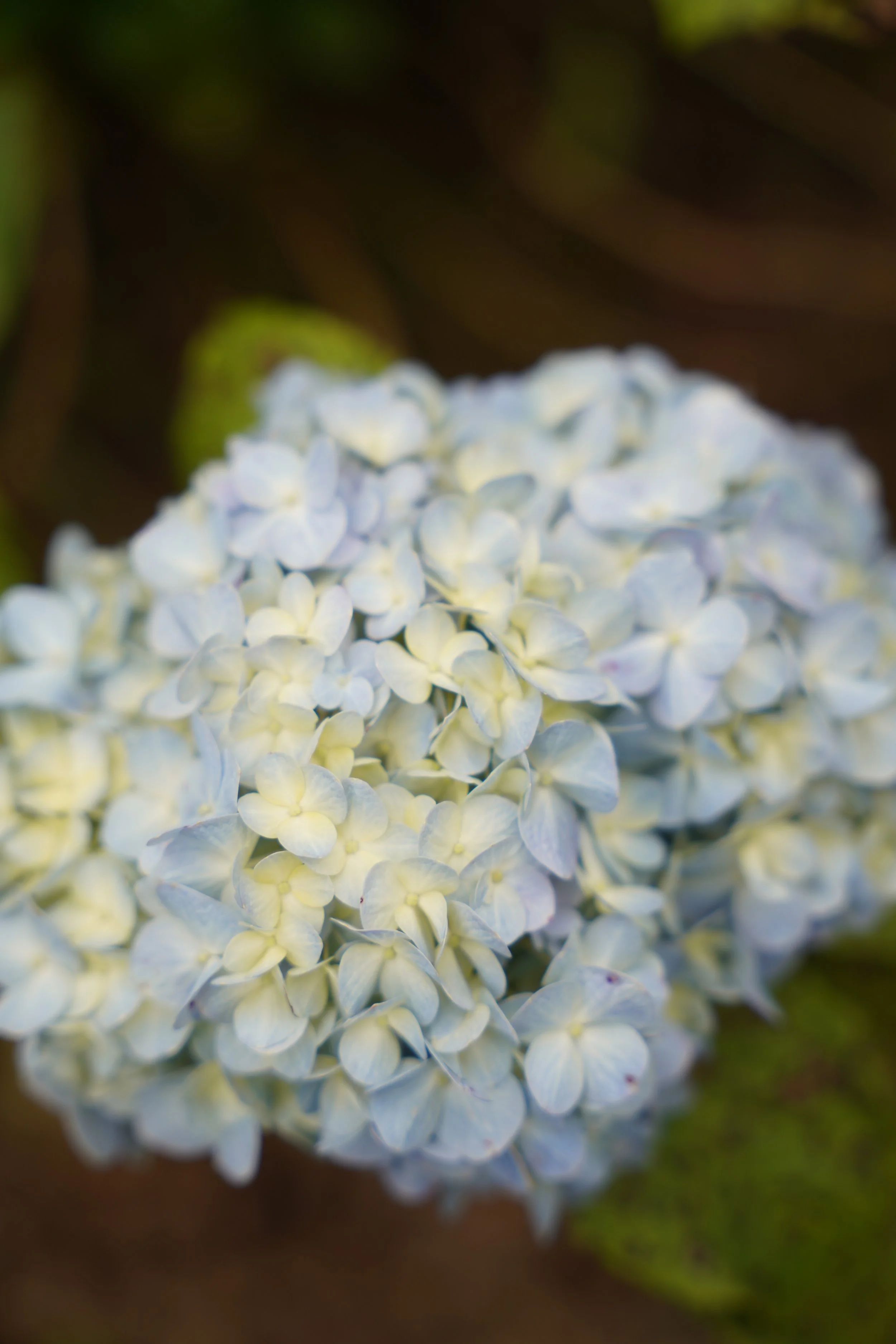 bali-flower-detail.jpg