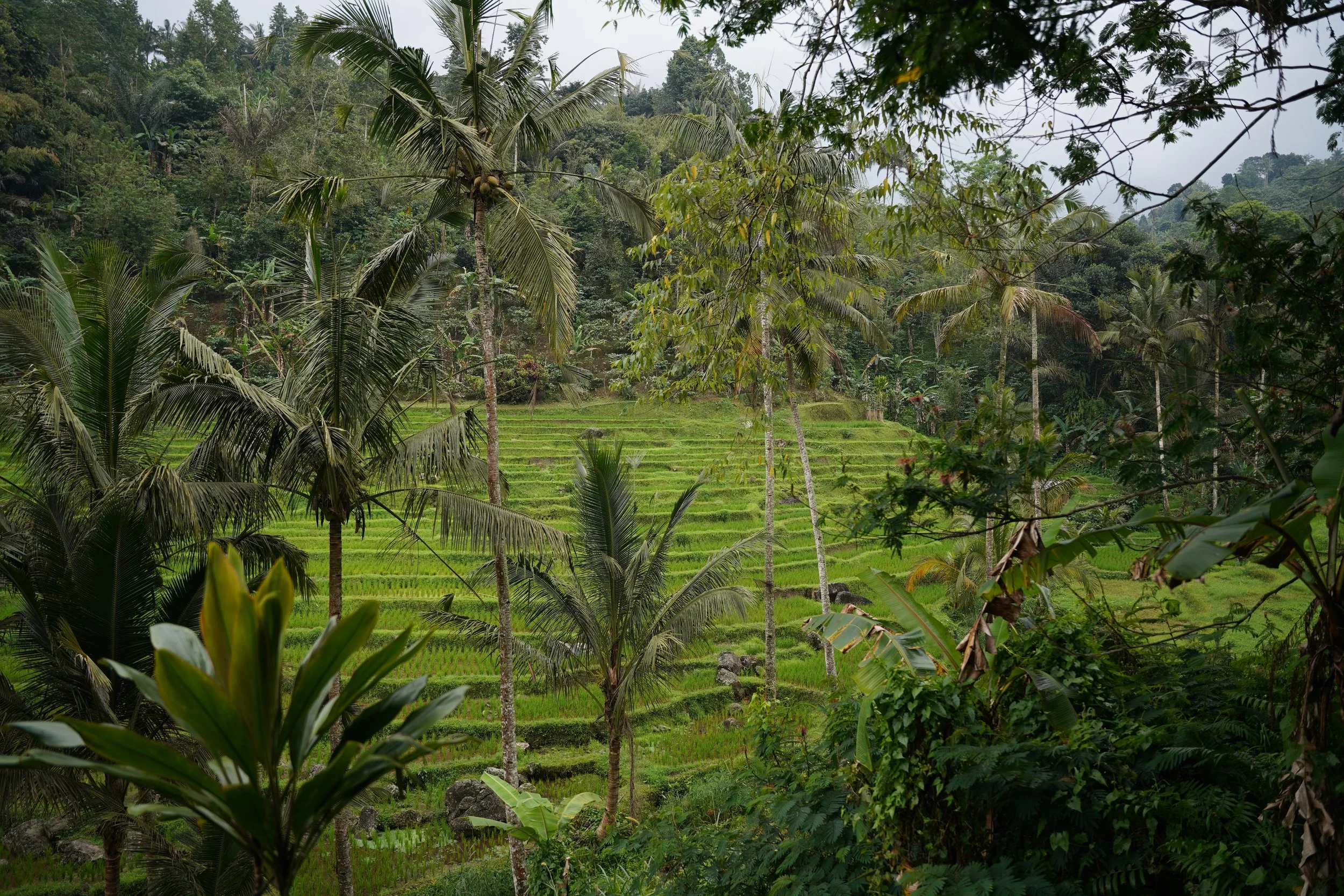 bali-plantation-landscape.jpg