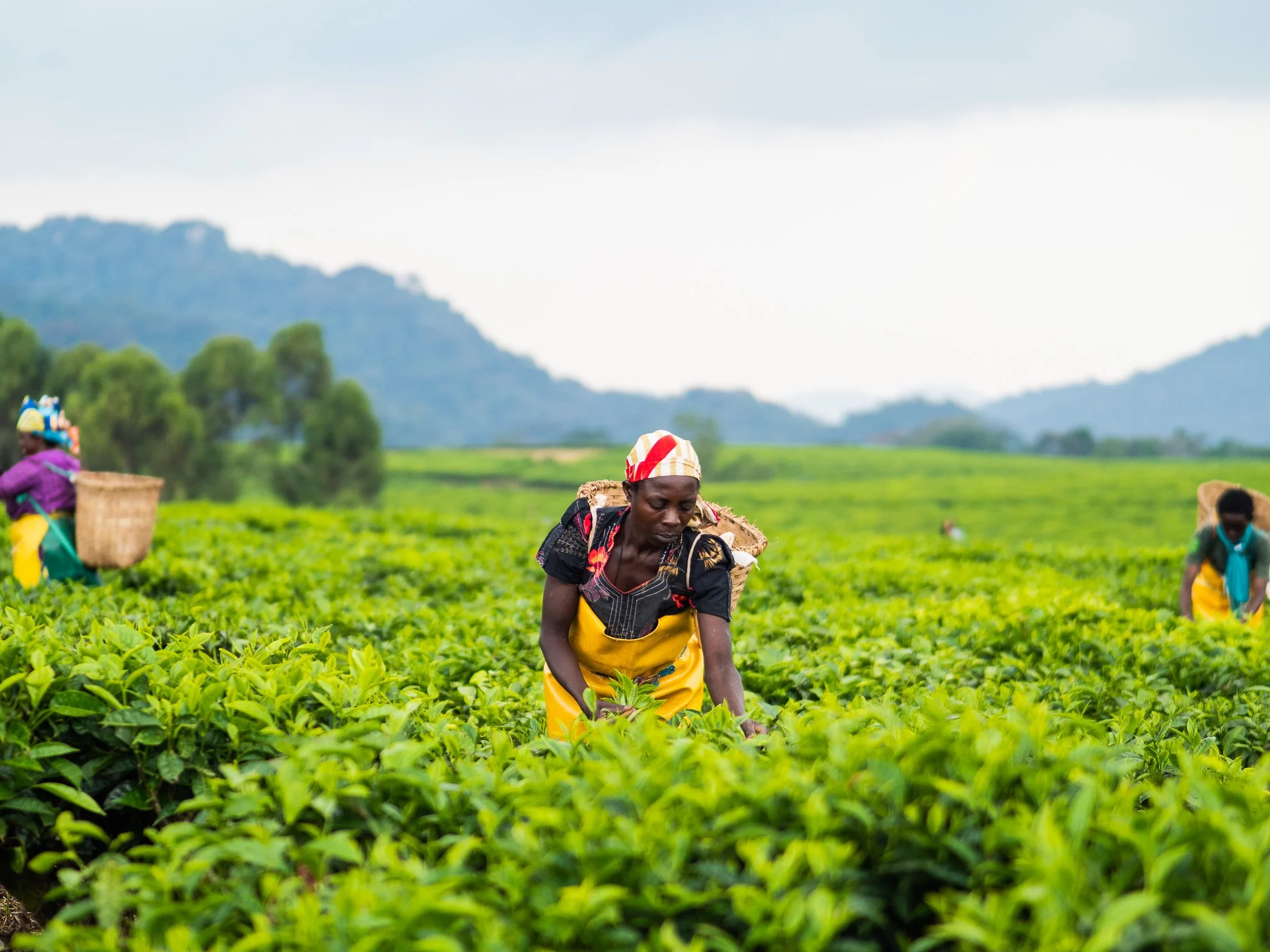 rwanda-tea-growing-hills.jpg