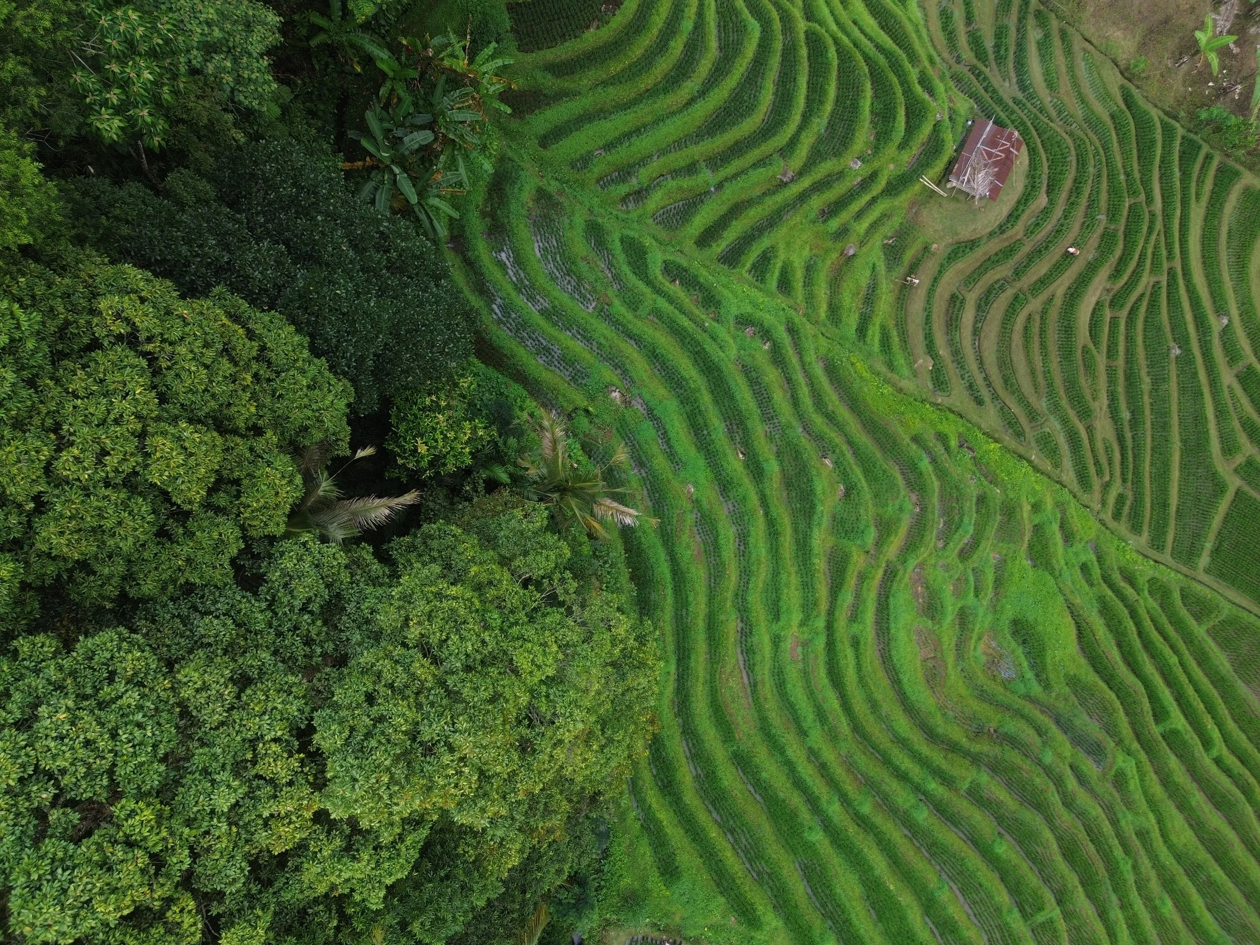 bali-rice-terraces-aerial.jpg