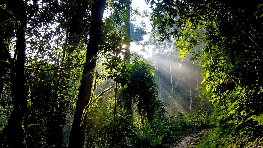 rwanda-nyungwe-forest.webp