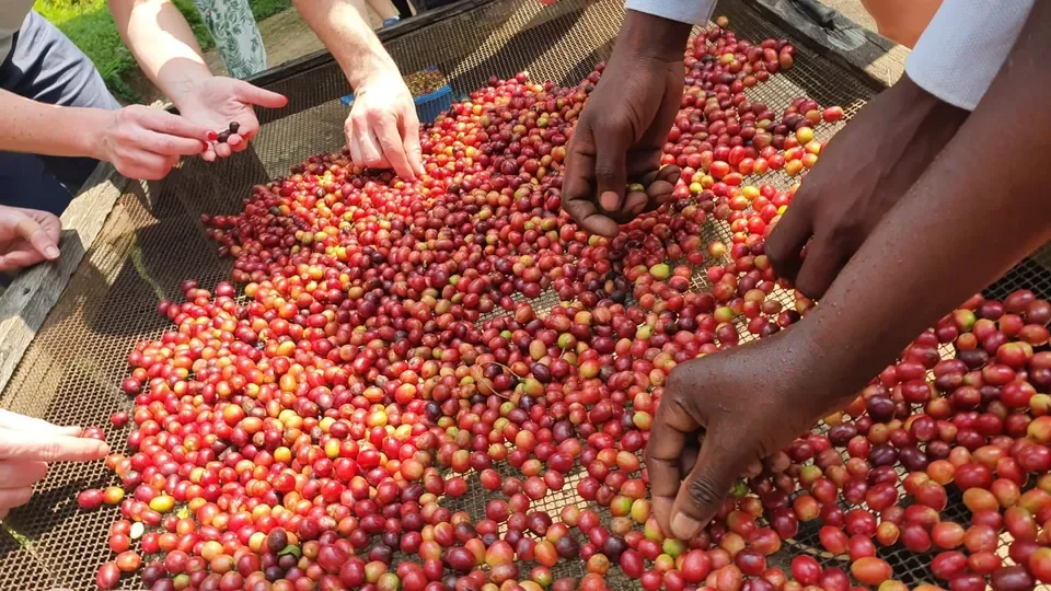 rwanda-coffee-harvest.webp