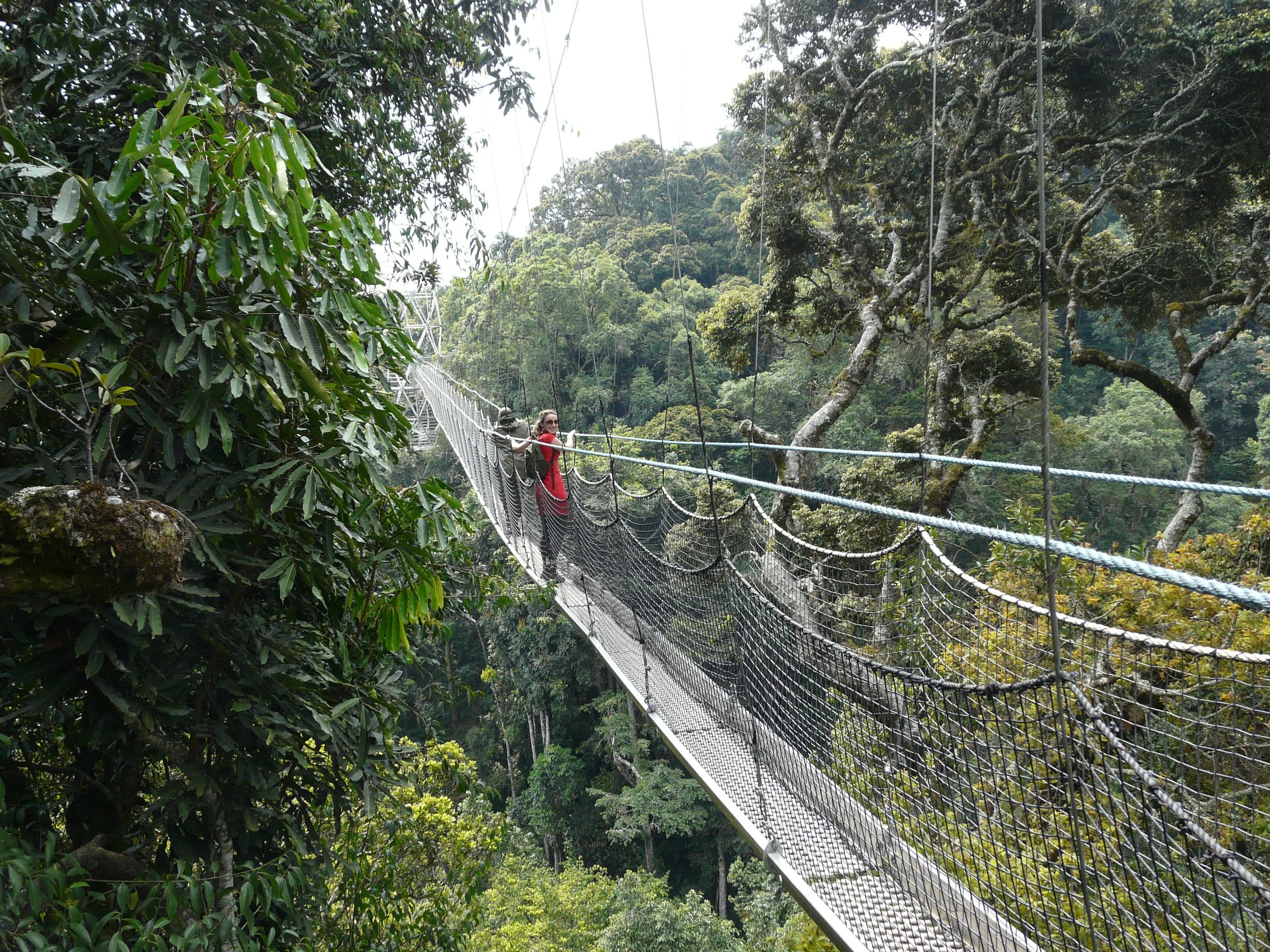 rwanda-nyungwe-canopy-walk.jpg