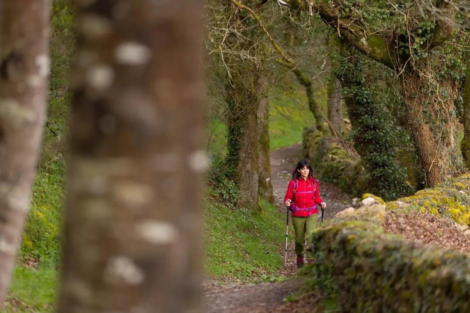 camino-woodland-trail.jpg