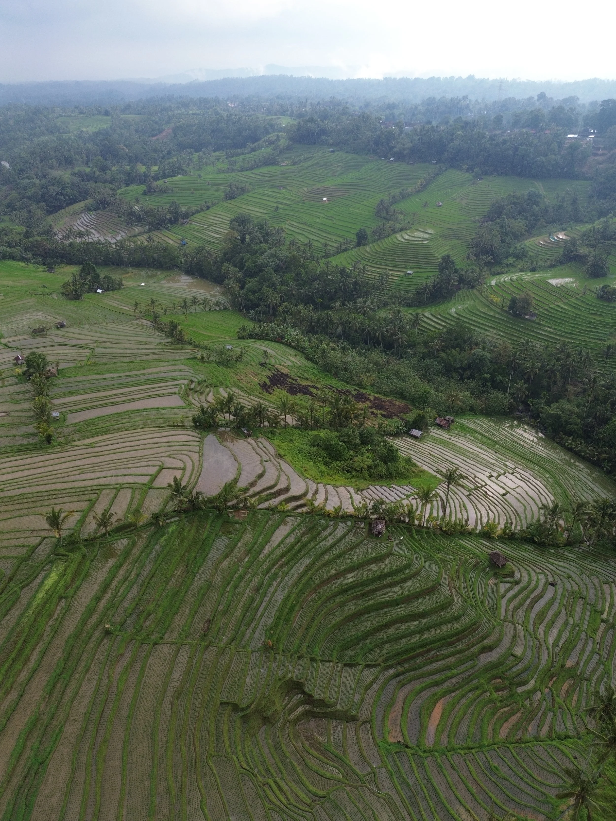 bali-highland-rice-landscape.jpg