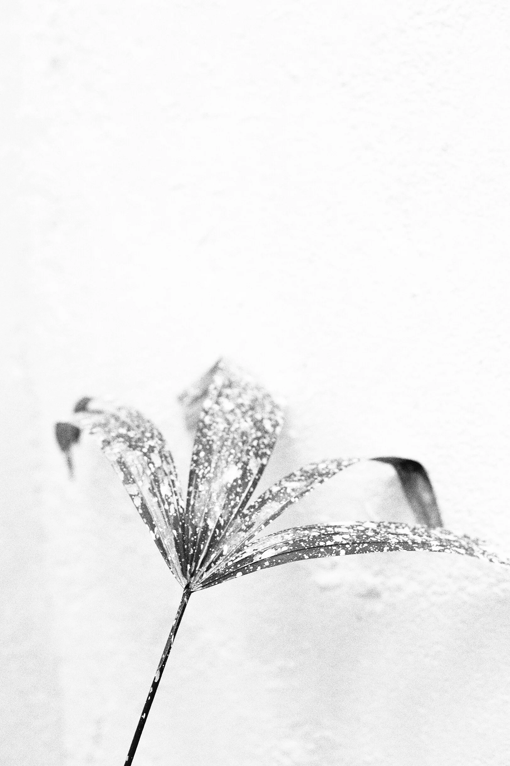 2_Plant_paint_21cm.jpg
