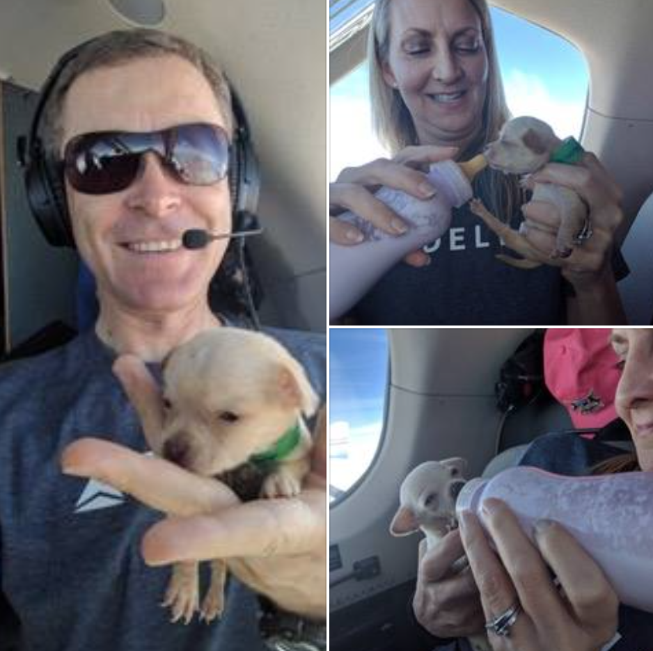Wings of Rescue