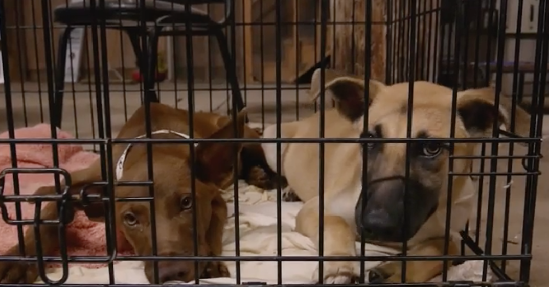 Austin Pets Alive