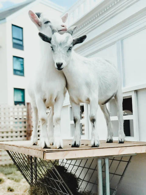 Newport-goats-1.jpg