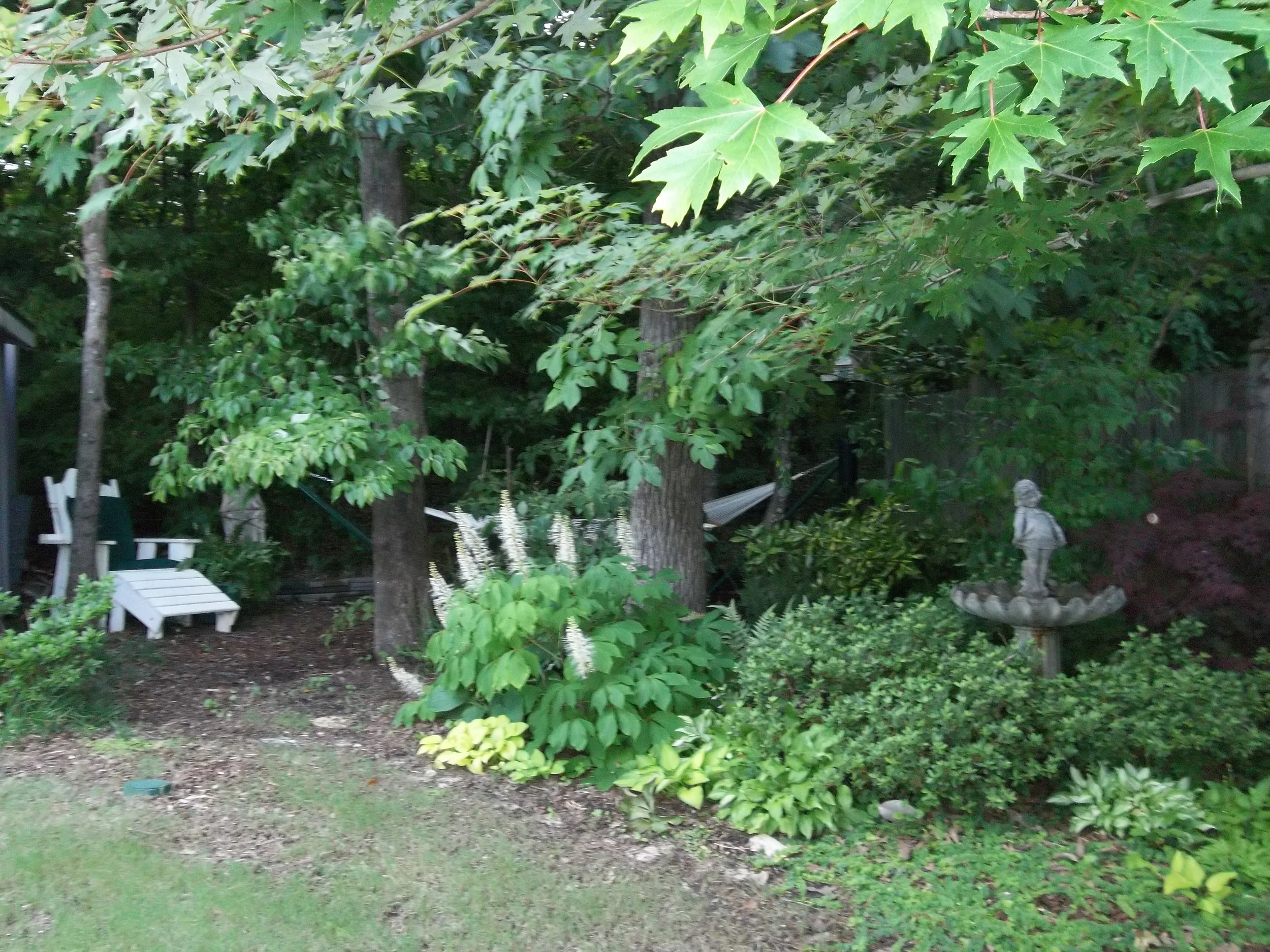 MADE IN THE SHADE by Dianne Fergusson