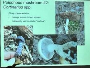 Mushroom lecture 3-23 3.jpg