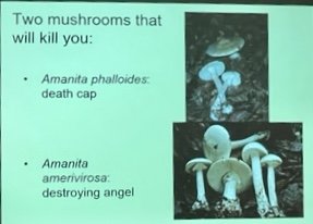 Mushroom lecture 3-23 4.jpg