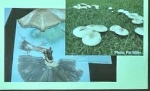 Mushroom lecture 3-23 5.jpg