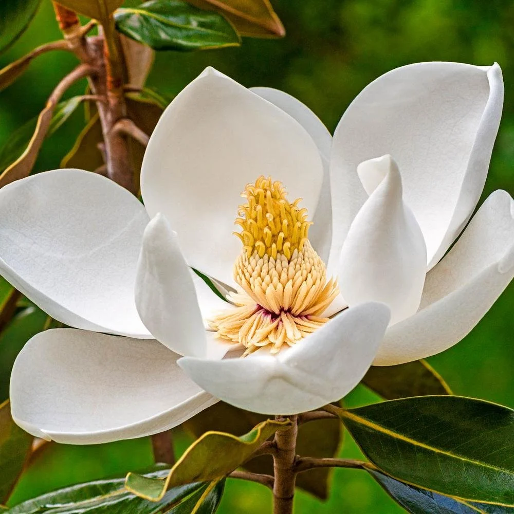 Southern Magnolia.JPG