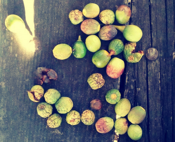 bay nuts 1.jpg
