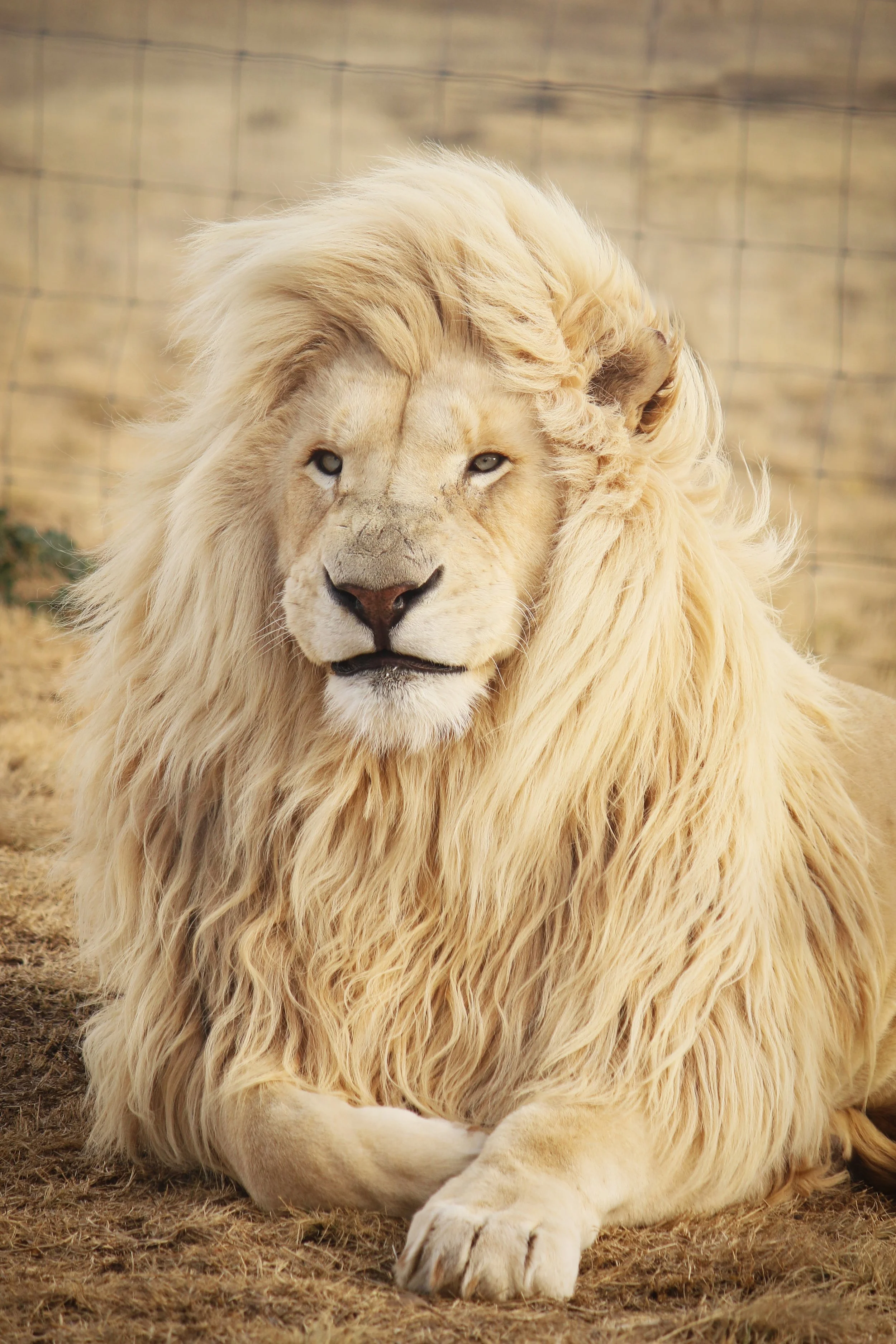 Get ready to enjoy being royal… Image: Arleen Wiese / Unsplash