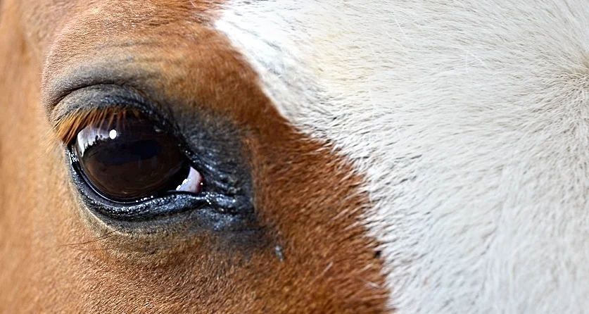 horse-eye-1.jpg