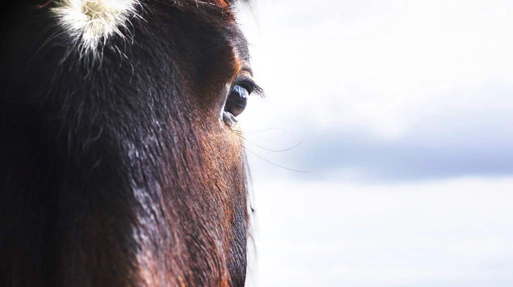 horse-eye-2.jpg