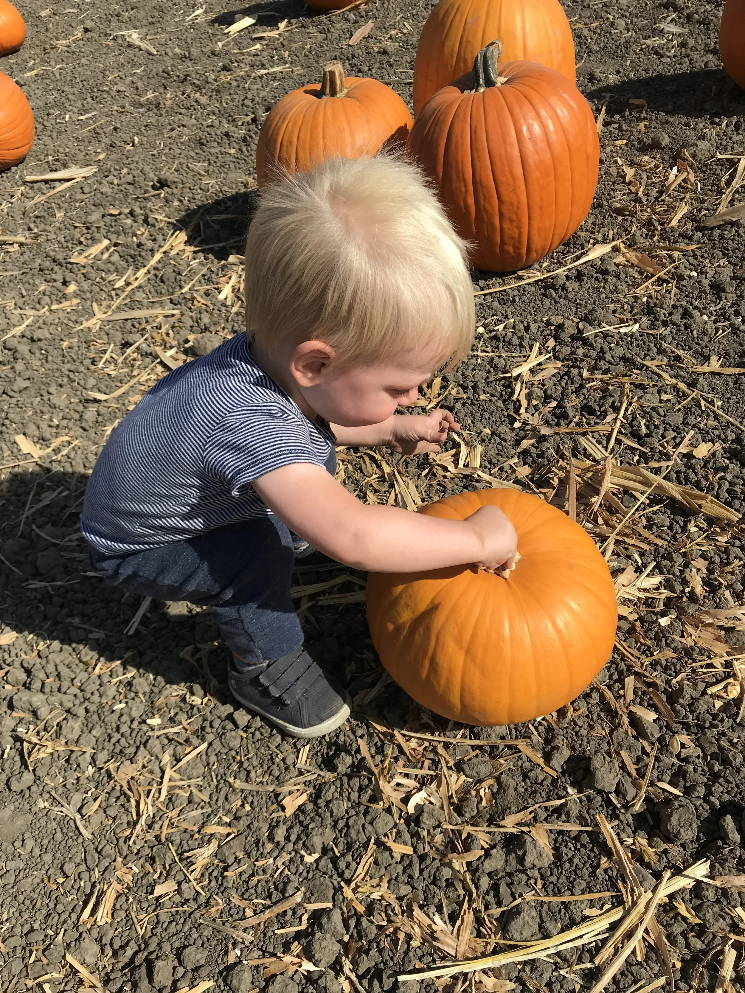 Fall Harvest Unit for Preschool