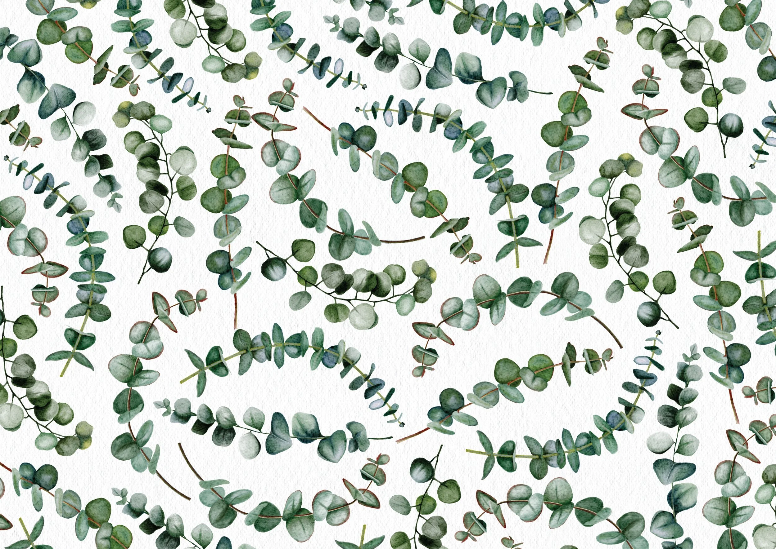 Eucalyptus.jpg