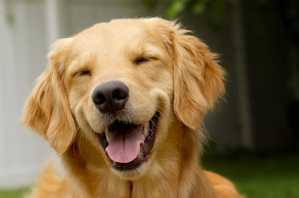 grinning_happy_dog.jpg