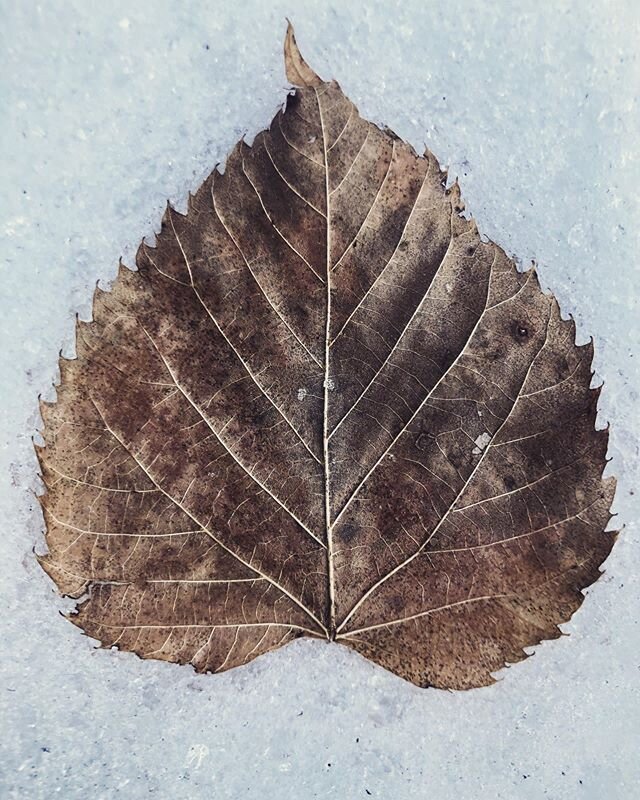 Almost stepped on this beauty! Can&rsquo;t wait for winter to fade, but it has it&rsquo;s charms. #everydaybeauty #iphoneonly