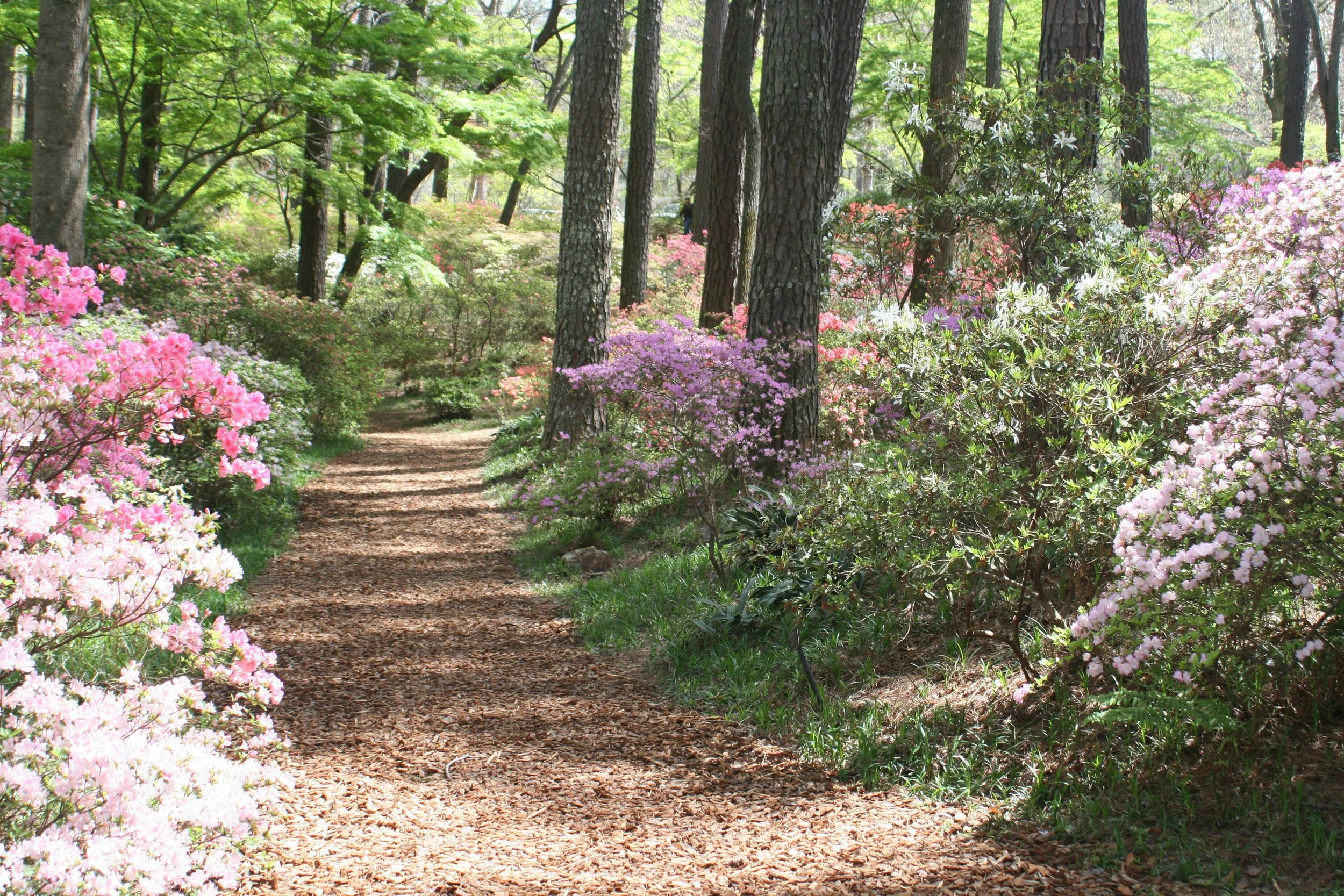 Callaway Gardens in the spring