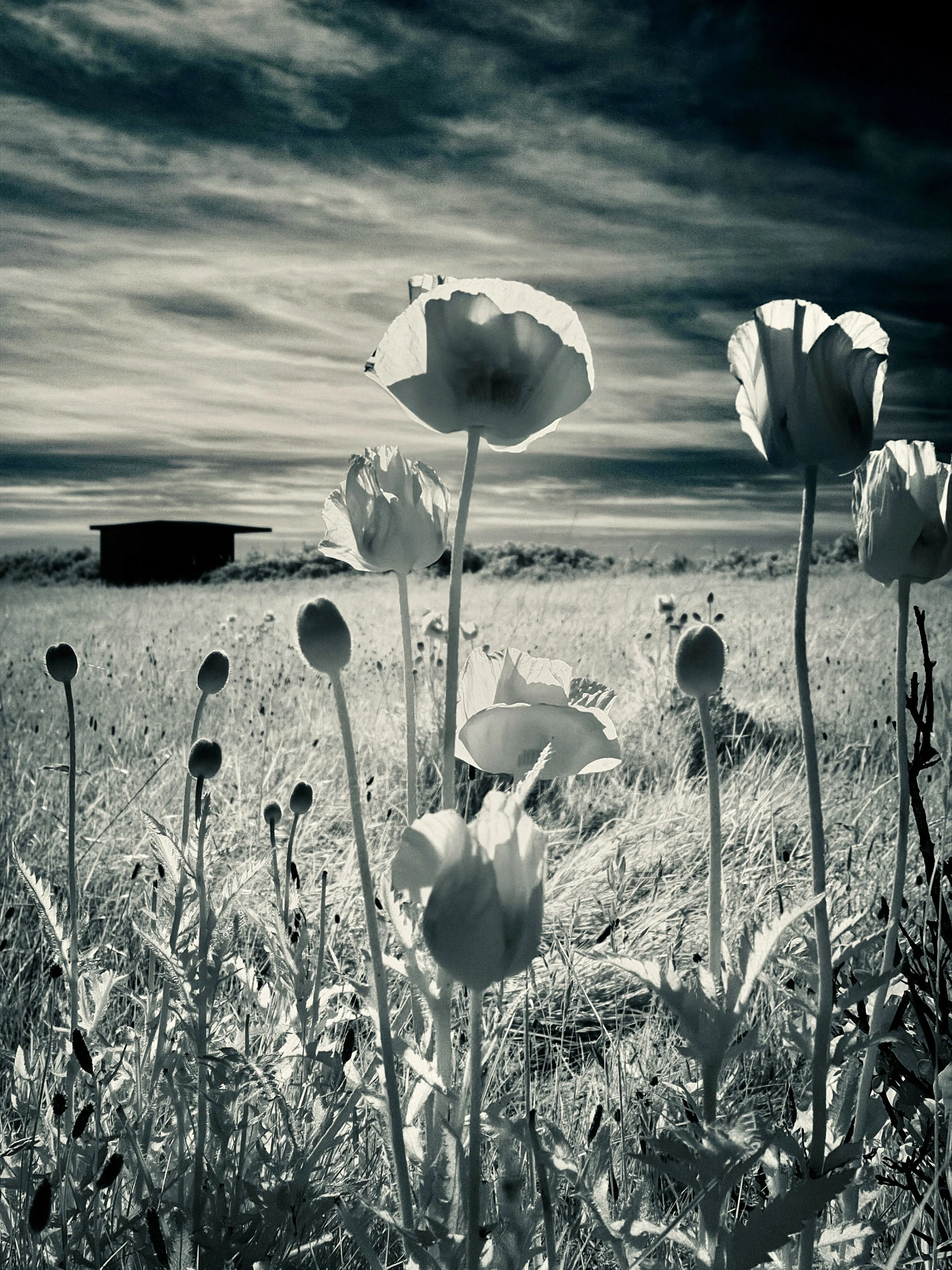 infrared poppy flower