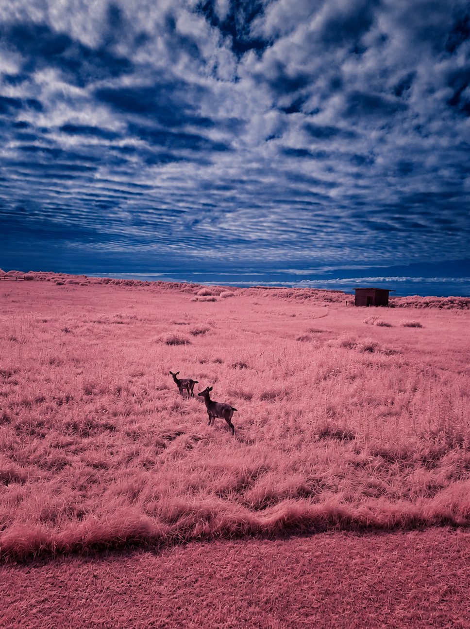 untitled_cohen-1 11.JPG