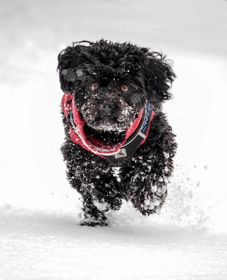 PastedGraphic-2 3.jpg