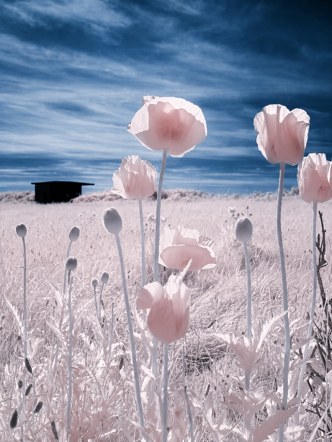 A3222F42-D64E-468A-AC2F-992908D8943D.PNG