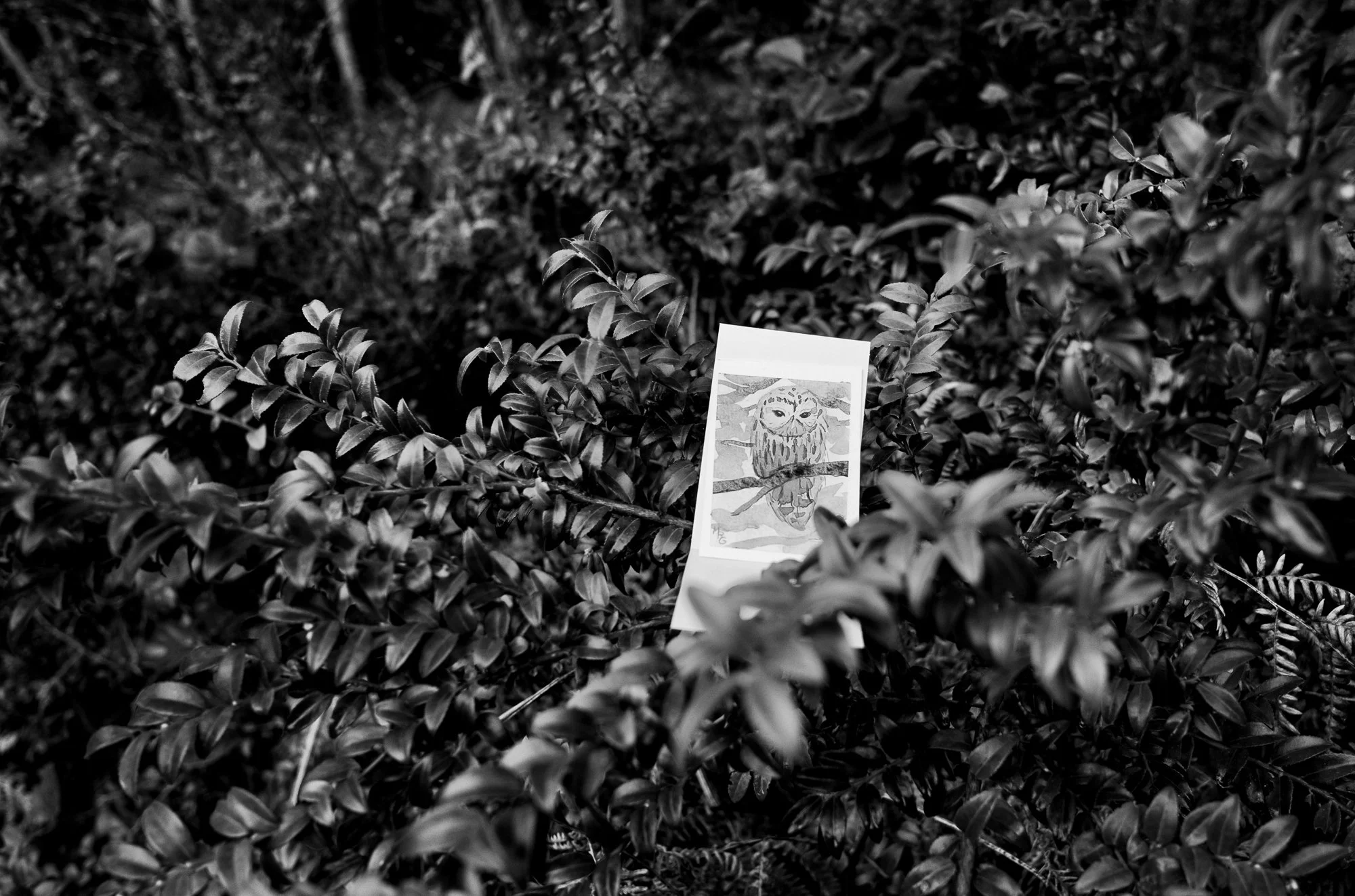 Raw Owl (1 of 1).JPG