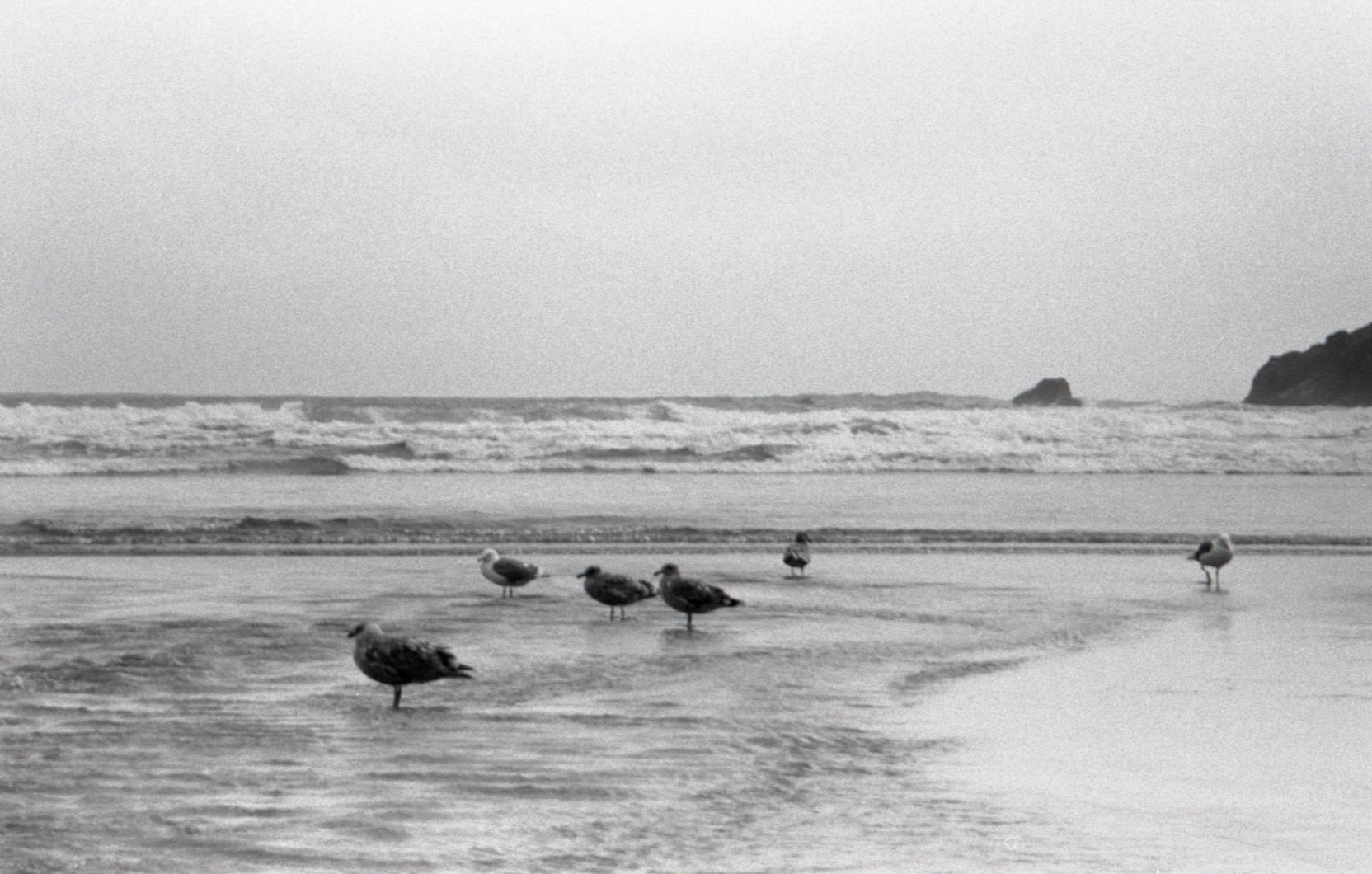 nice birds on beach.jpg