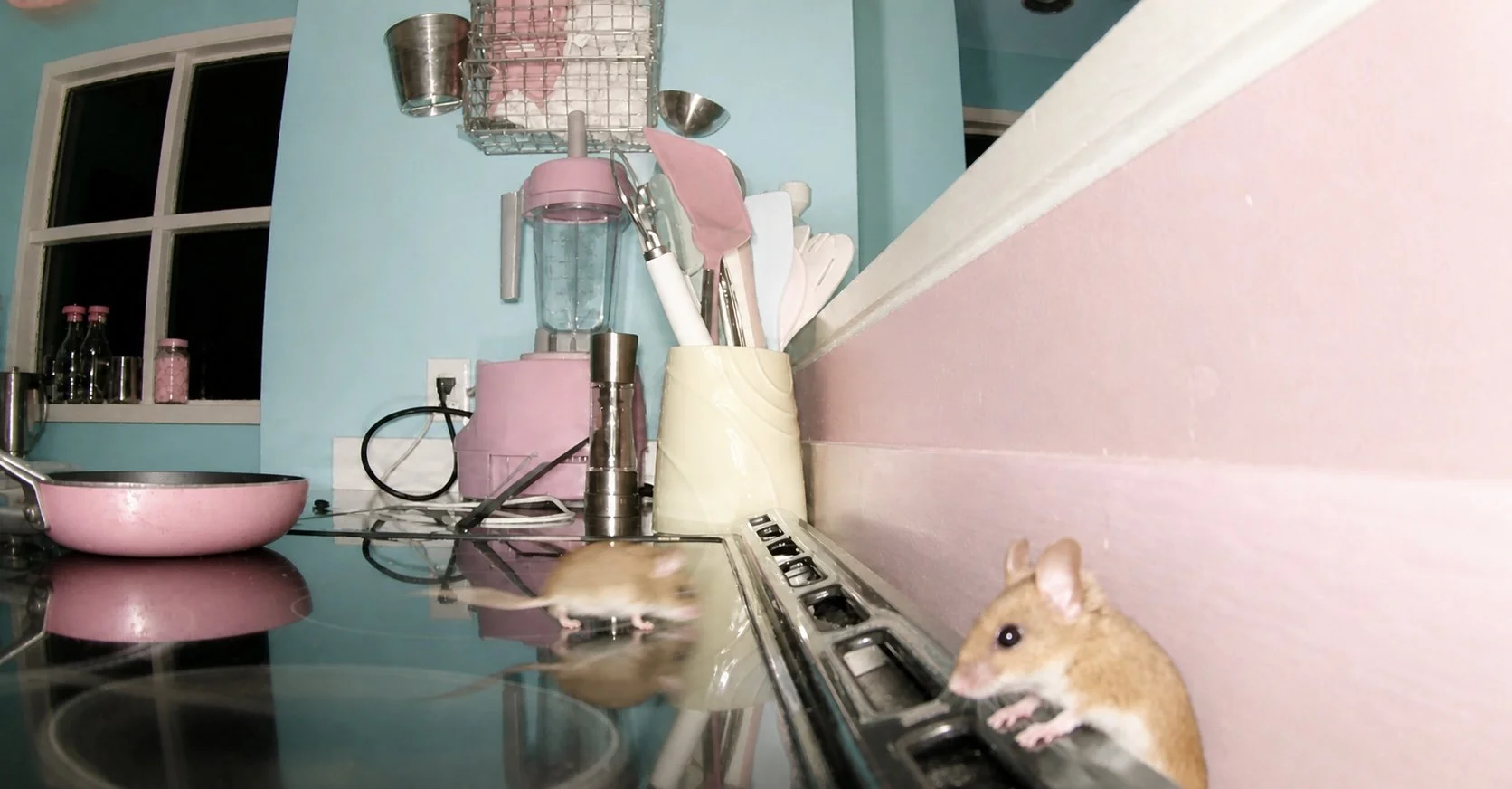 mouse3.jpg