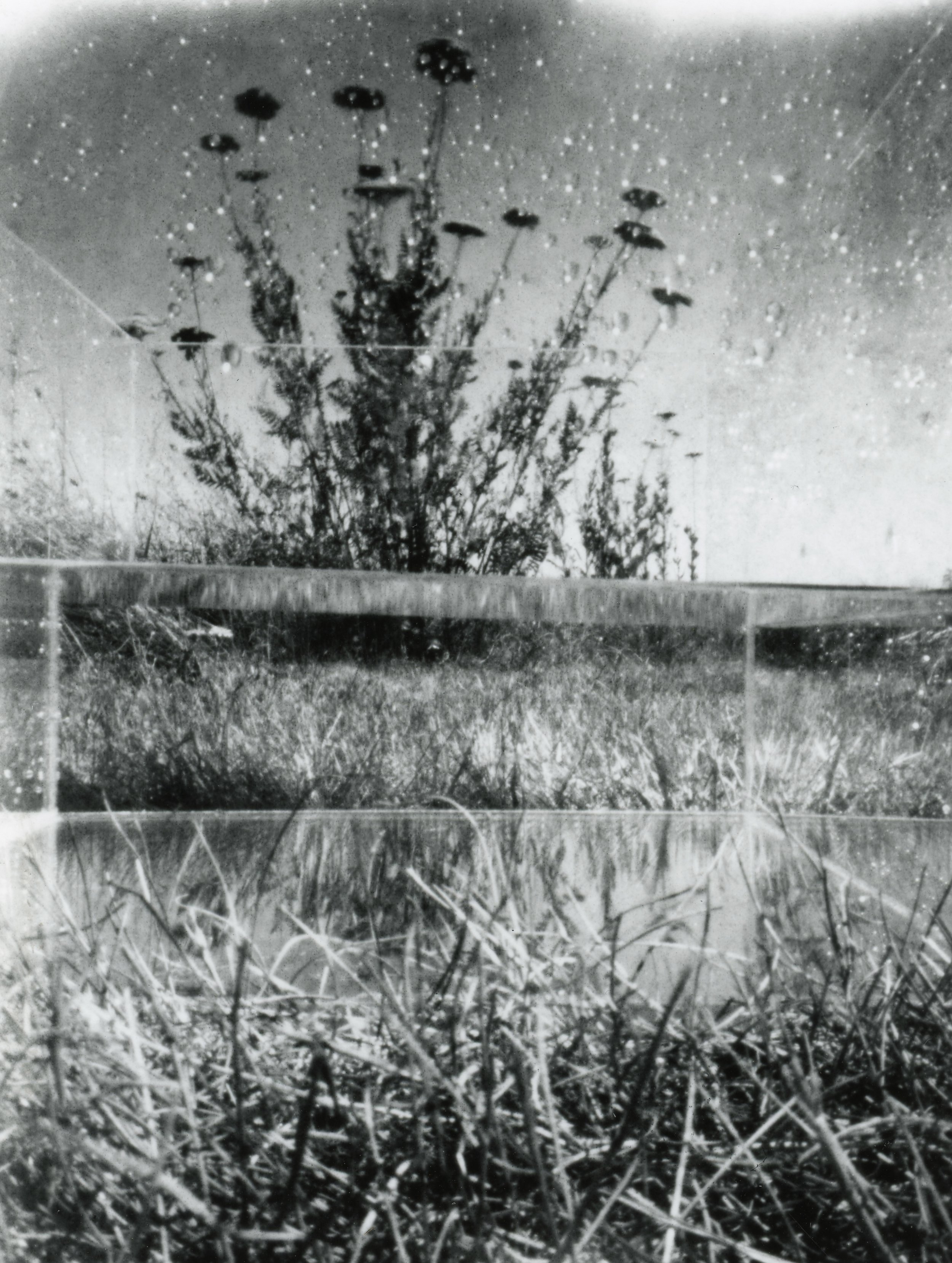 flowers in cube.jpg