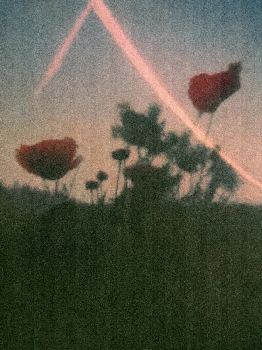 poppies.jpg
