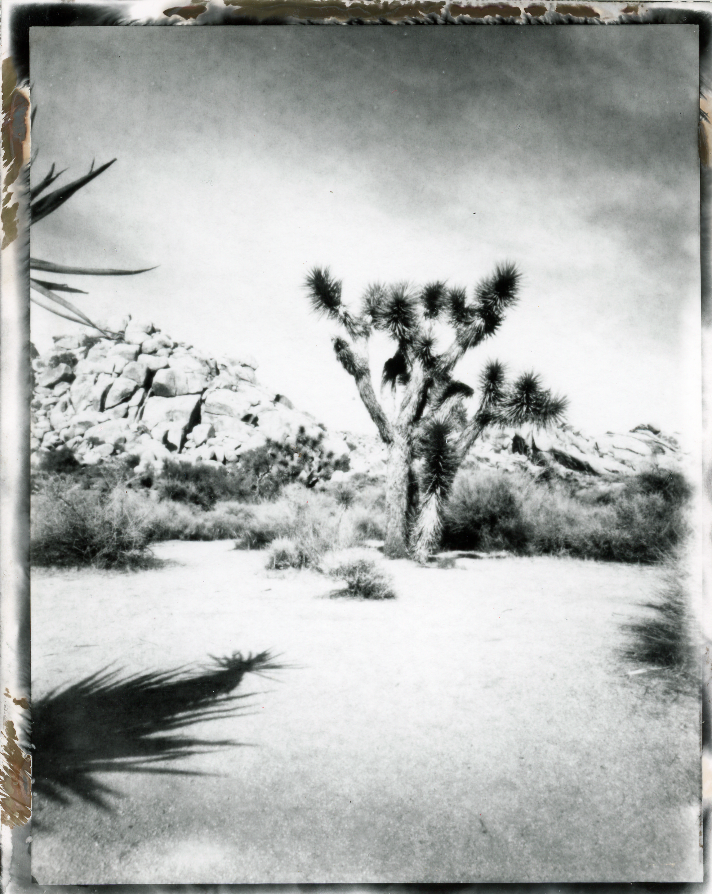 joshua tree two.png