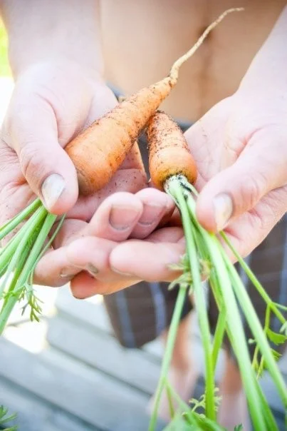 Carrots straight from the garden. Photo by Ashley Bennett Belka of Bennett Belka Photography