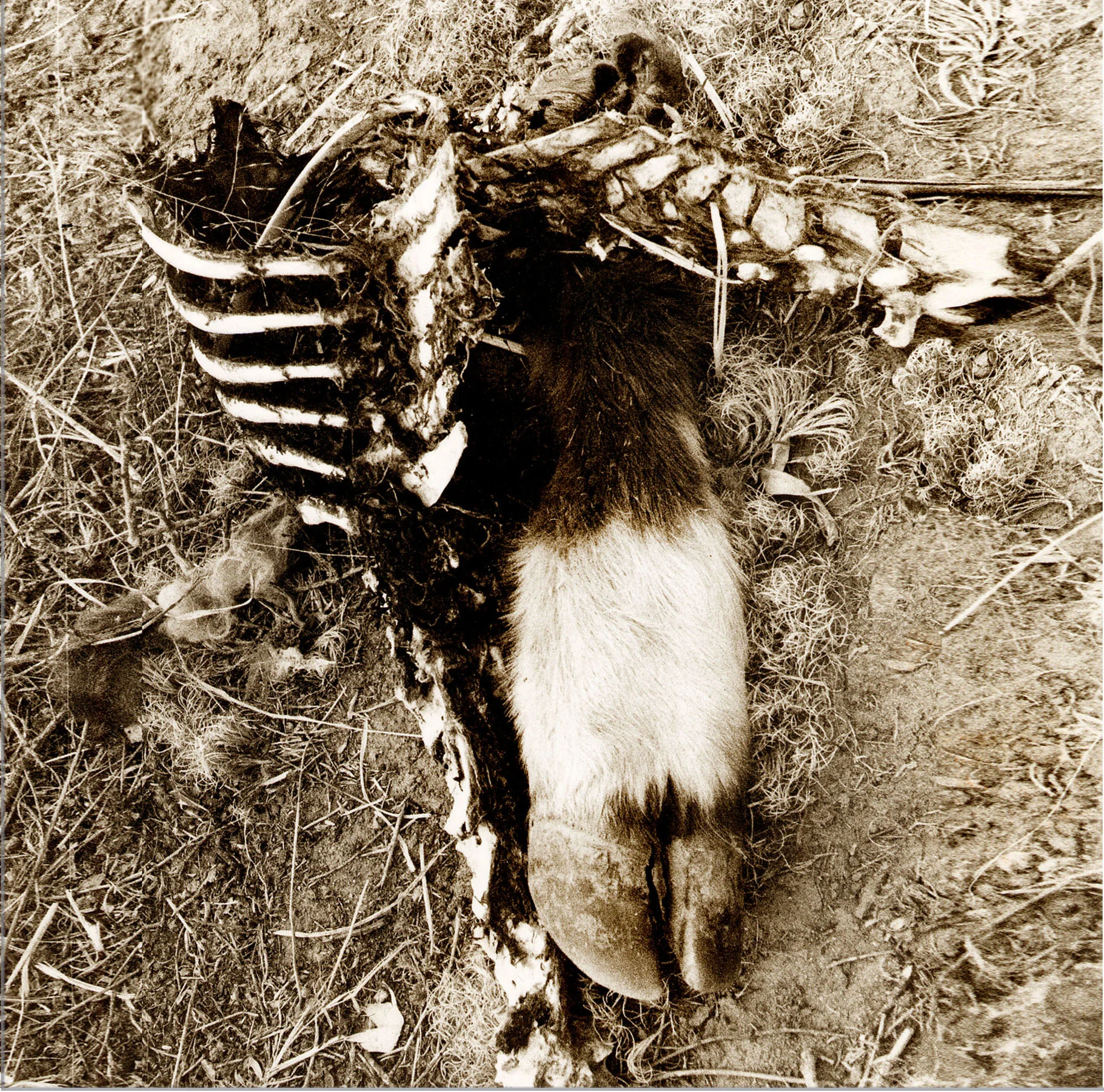 dac-bones.jpg