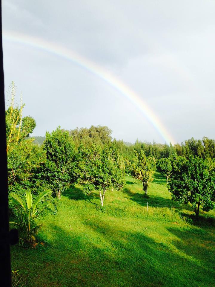 Macadamia nut farm and ThetaHealing Classroom: the view of your daily Intuitive Anatomy Class. 