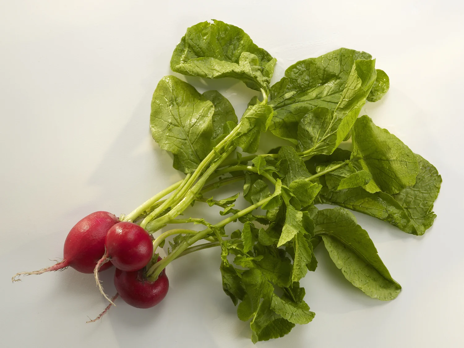 Red Radishes