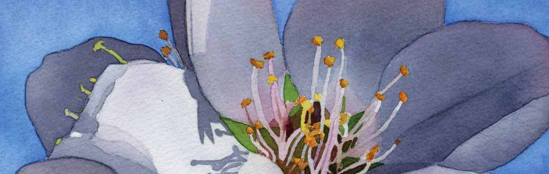 banner-blossom2.jpg